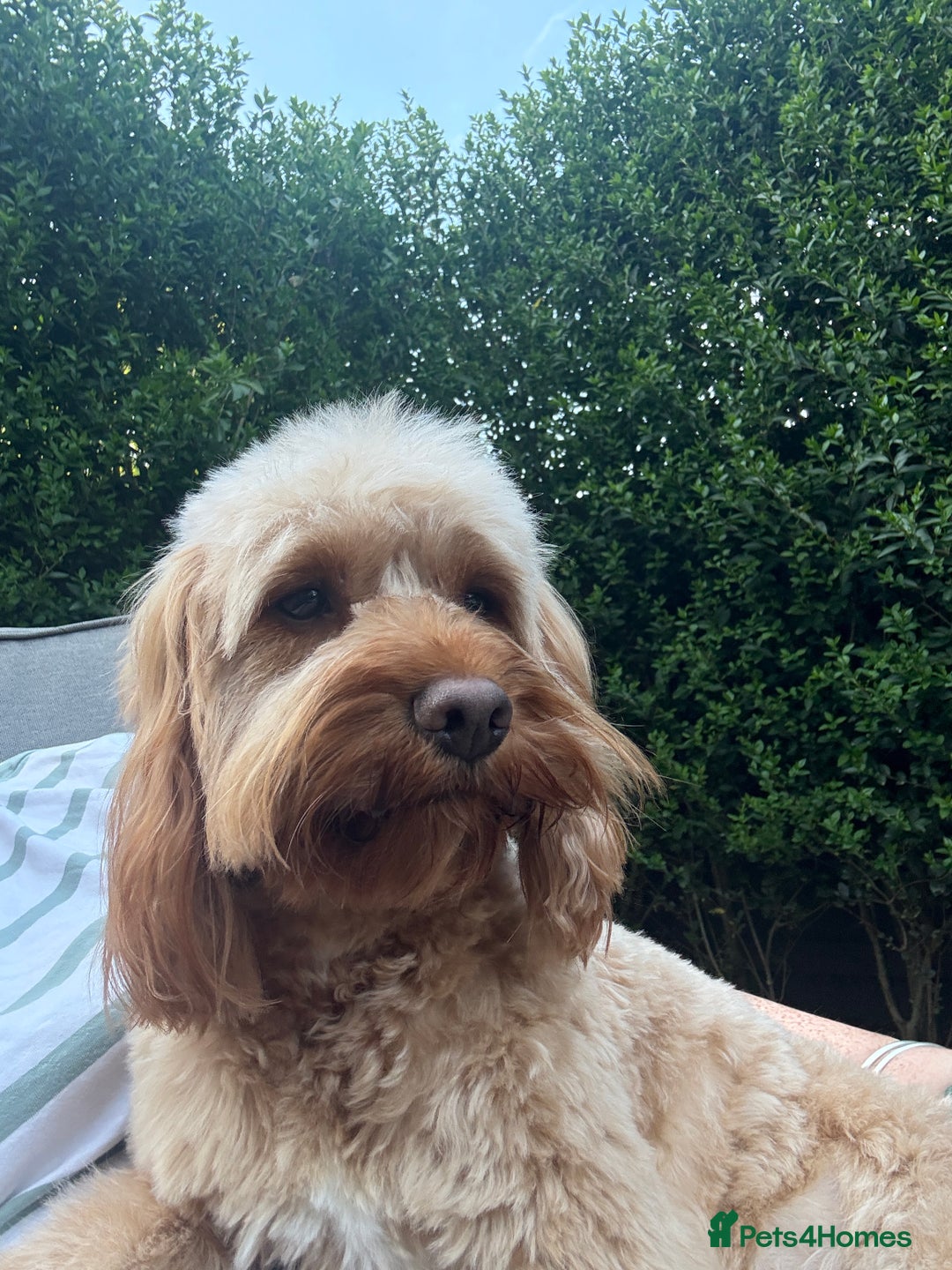 Cockapoo dogs for sale: Toy Cockapoo Puppies, Family Raised, Sweet Natured - Image 16