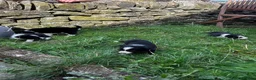 Border Collie dogs for sale: BORDER COLLIE PUPS in Glossop - Advert 11
