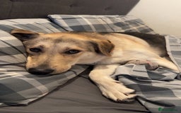 Shepsky dogs for sale: German Shepherd/Husky - Image 7