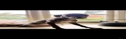 Italian Greyhound dogs for sale: Italian Greyhound KC  – Blue Girl & Fawn Boys - Advert 3
