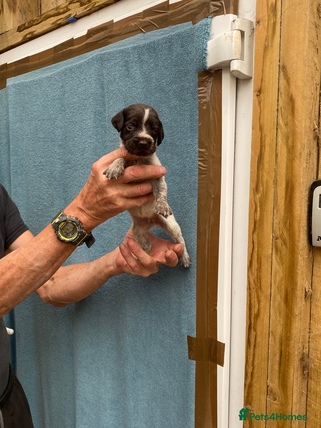 German Wirehaired Pointer dogs for sale: German wirehaired pointer  - Image 9
