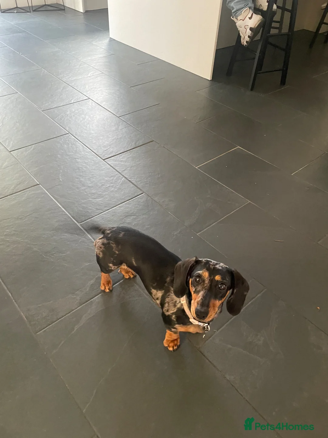 Miniature Dachshund dogs for sale: Six beautiful miniature dachshund pups in Swansea - Advert 2