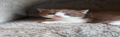 British Shorthair Bi colour cinnamon/white Kitten 2