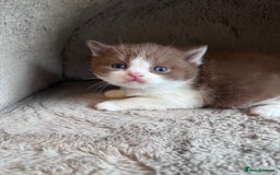 British Shorthair cats for sale: Champion lines bi colour cinnamon kittens  - Image 6