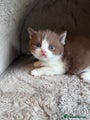 British Shorthair Bi colour cinnamon/white Kitten 2