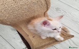 Maine Coon cats for sale: Maine Coon kittens ready soon CF81  - Image 9