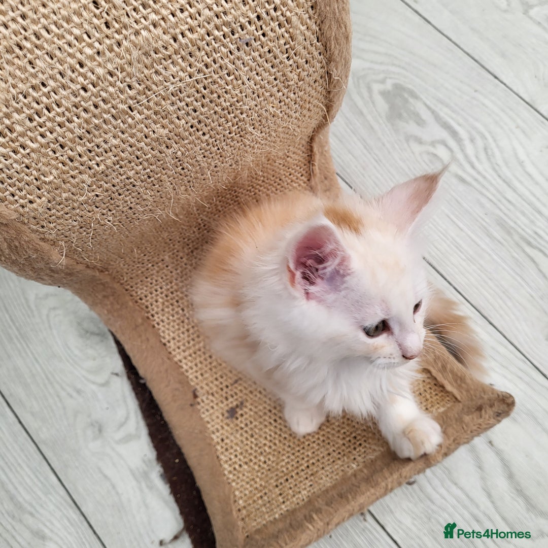 Maine Coon cats for sale: Maine Coon kittens ready soon CF81  - Image 9