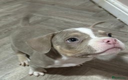 American Bully dogs for sale: Pocket Bully puppy’s  - Image 5