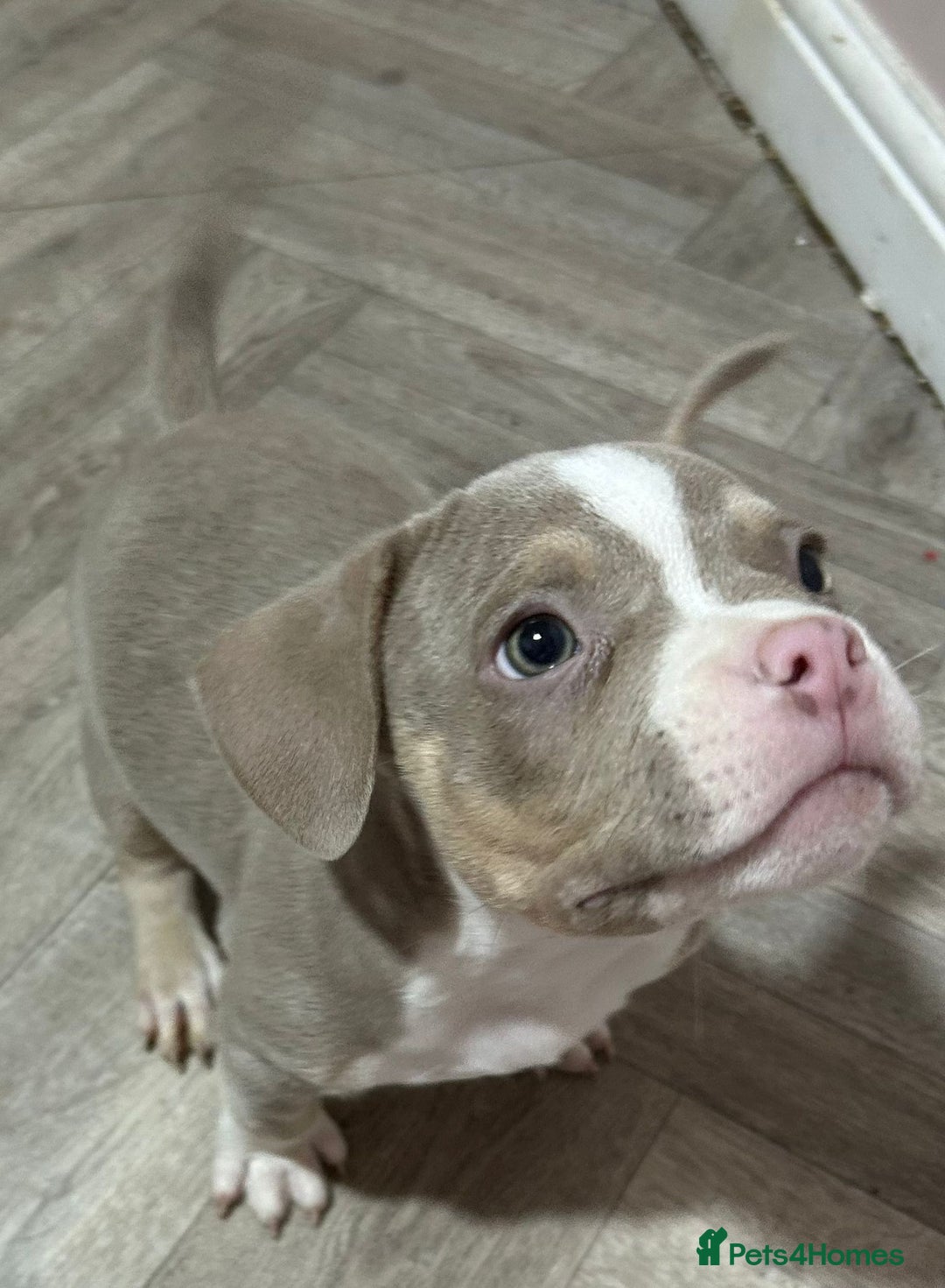 American Bully dogs for sale: Pocket Bully puppy’s  - Image 5