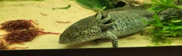 Axolotl reptiles for sale: Axolotls - 2 males and full tank set up in Kilmarnock - Advert 15