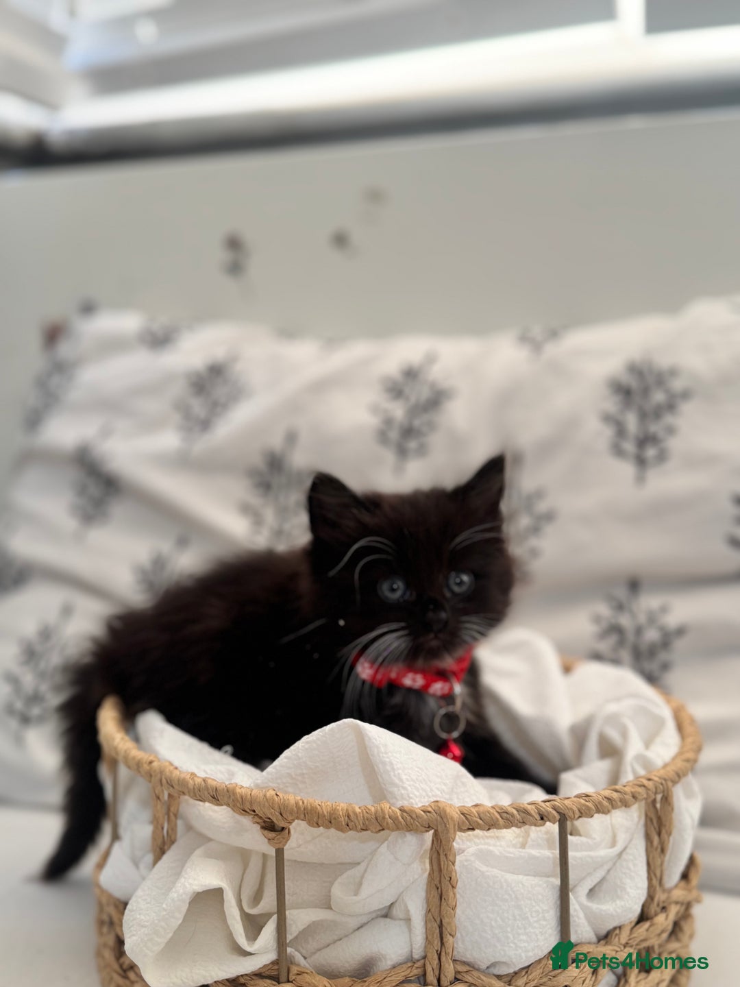 Ragdoll cats for sale: CUTE AND PLAYFUL HALF RAGDOLL KITTENS  - Image 3