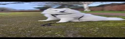 Samoyed dogs for sale: Beautiful pedigree kc Samoyed  - Advert 21