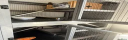Chinchilla rodents for sale: Paired Male & Female Chinchilla  in Preston - Advert 3
