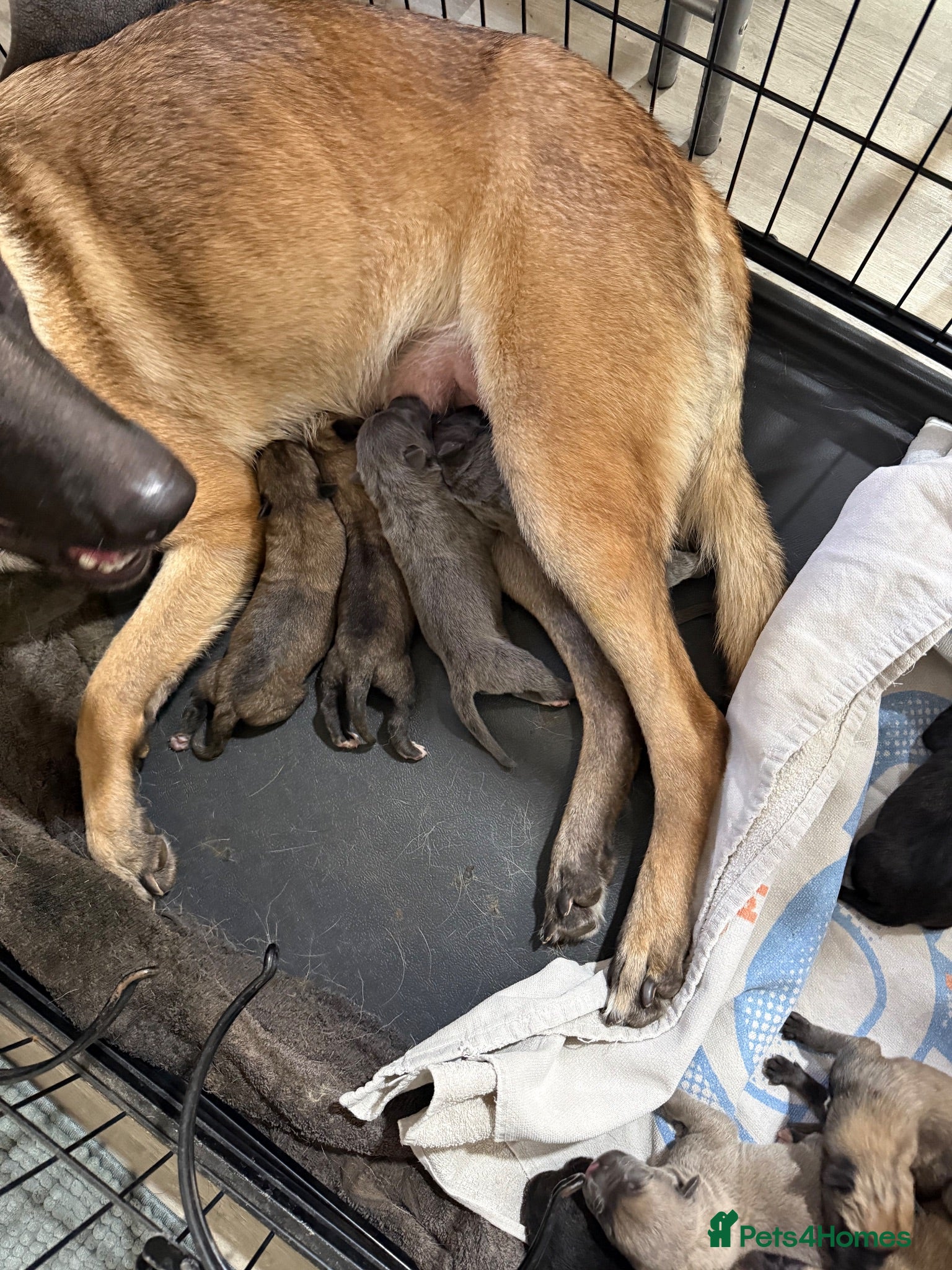 Mixed Breed dogs Belgium malinios x cane corso mix - Advert 2