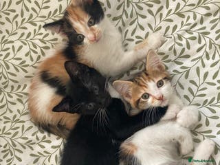 Mixed Breed cats Kittens ready now - Advert 2