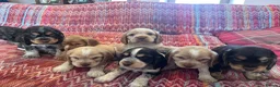 Cocker Spaniel dogs for sale: Gorgeous KC HEALTH TESTED show type cocker 🐶 ⭐️  - Advert 9