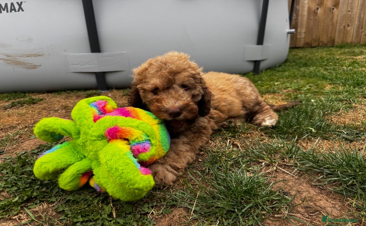 Cockapoo dogs - Advert 15