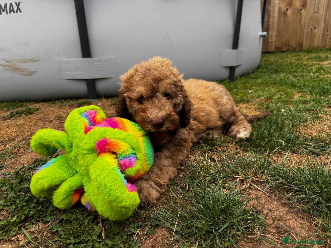 Cockapoo dogs for sale: Berdoodle 11 weeksold FULLY VACCINATED  - Image 2