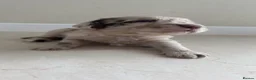 Sproodle dogs for sale: Rare Merle Sroodles  - Advert 6