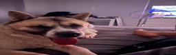 Akita dogs for sale: Kuma Akita - Advert 1