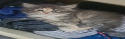 Mixed Breed cats for sale: 3 colour kittens - Advert 14
