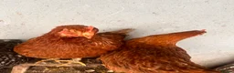 Chickens poultry for sale: 🐔 Two Healthy Hens for Sale 🐔 - Advert 2