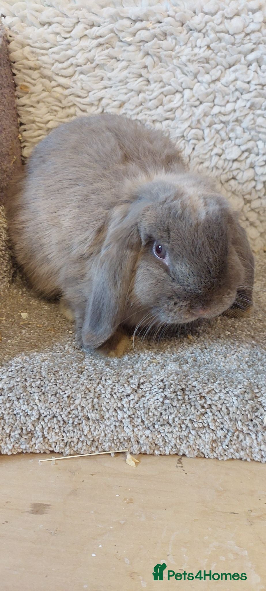 Mini Lop rabbits 5mth old  Minilop Buck - Advert 16