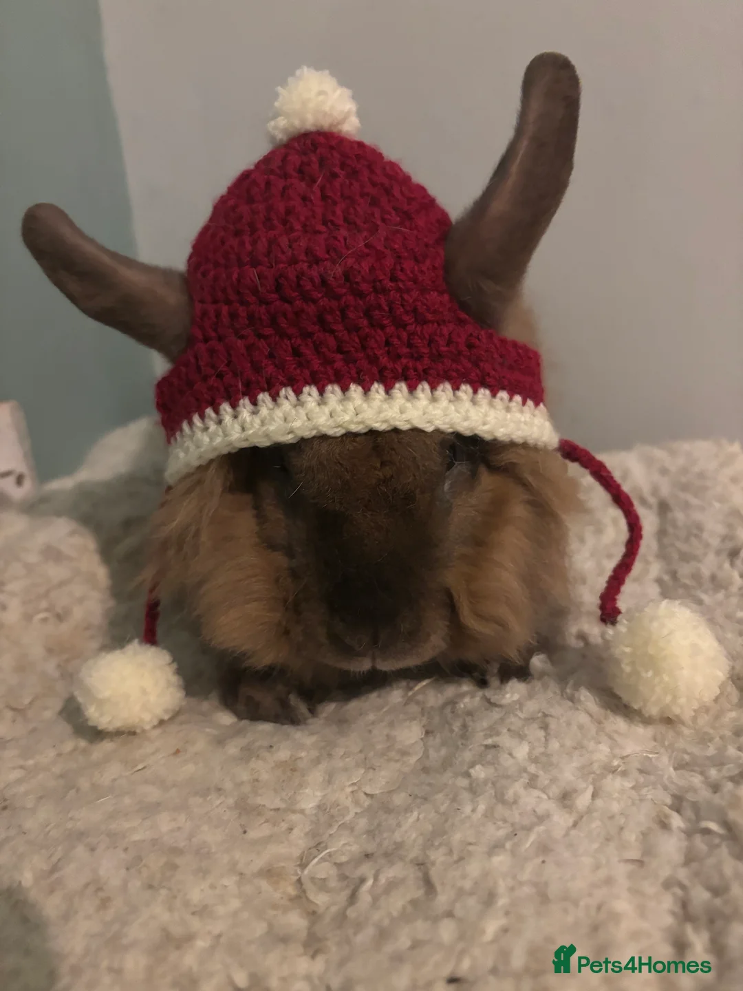 Mixed Breed rabbits for sale: 3Yr old Male & Female Rabbits - Advert 11