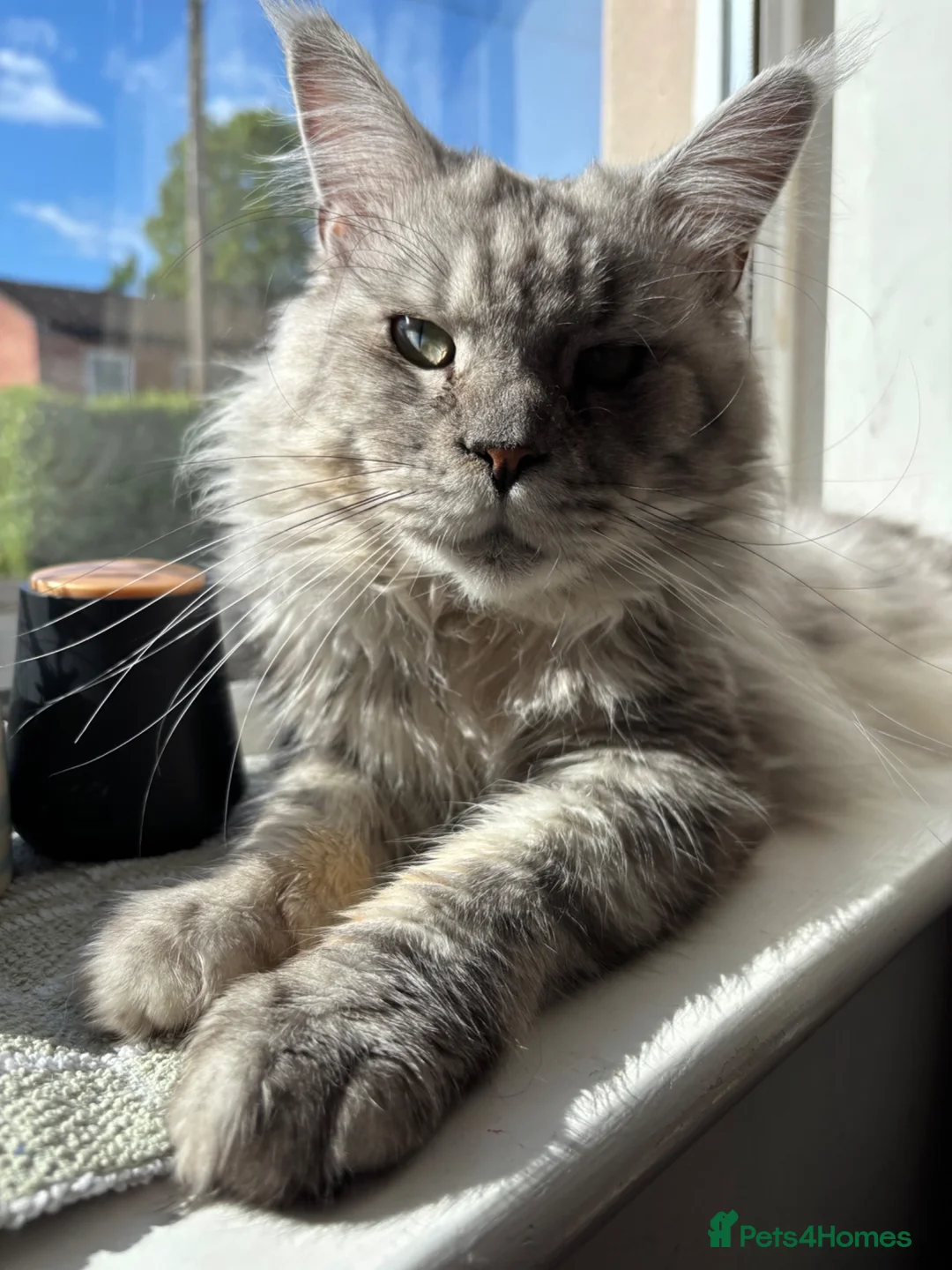 Maine Coon cats for sale: Pure bred Maine Coon kittens - Advert 2