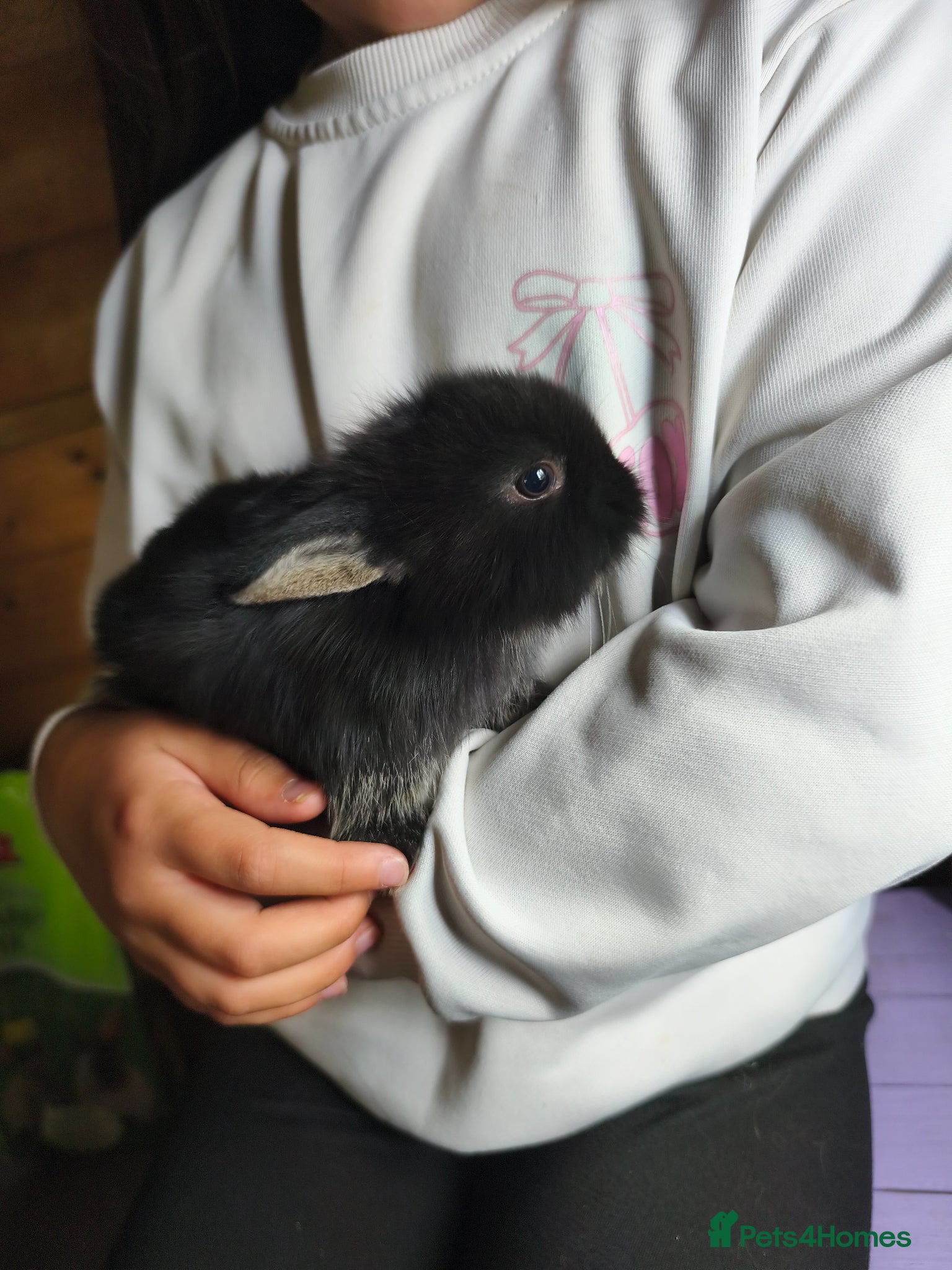 Mini Lop rabbits for sale: Rare Mini Lion Lop Babies for Sale  - Advert 21