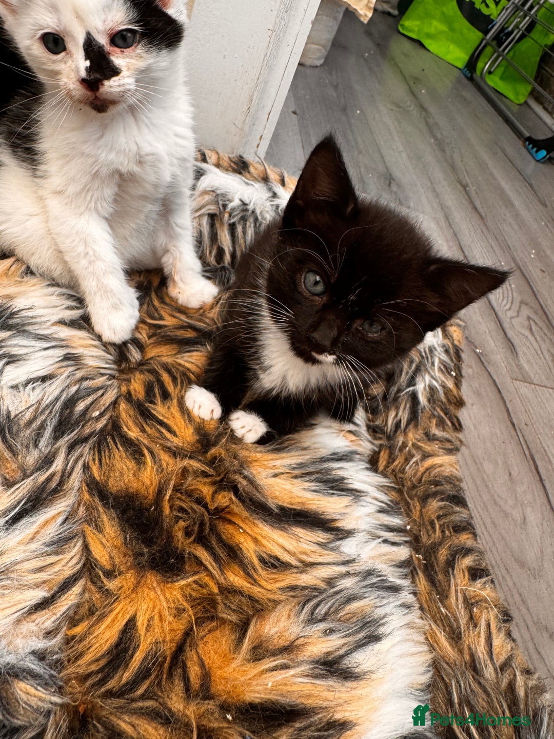 Domestic Shorthair cats for sale: 4 kittens(2 females,2 males) - Image 9