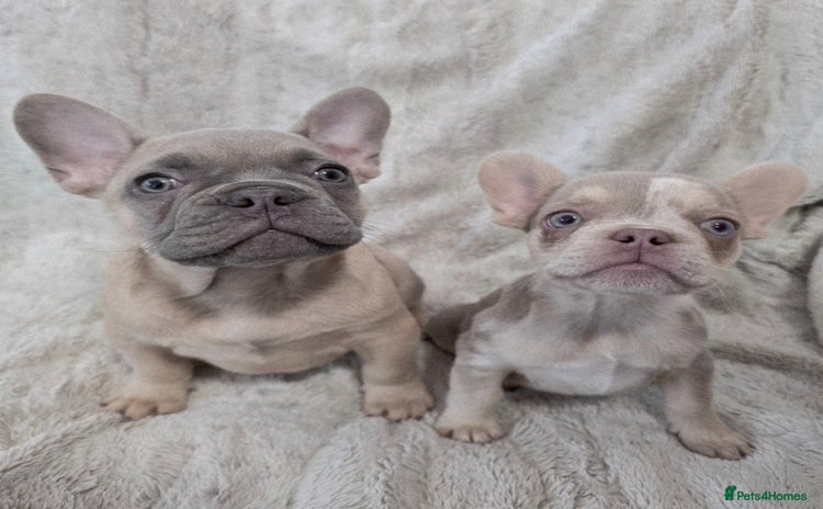 French Bulldog dogs - Advert 4