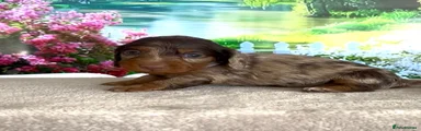 Miniature Dachshund Puppy 4