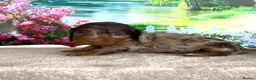 Miniature Dachshund dogs for sale: KC long haired dachshunds - Advert 3