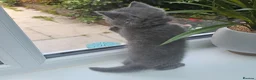 British Shorthair cats for sale: Tica registered british shorthair blue girl ready - Advert 5