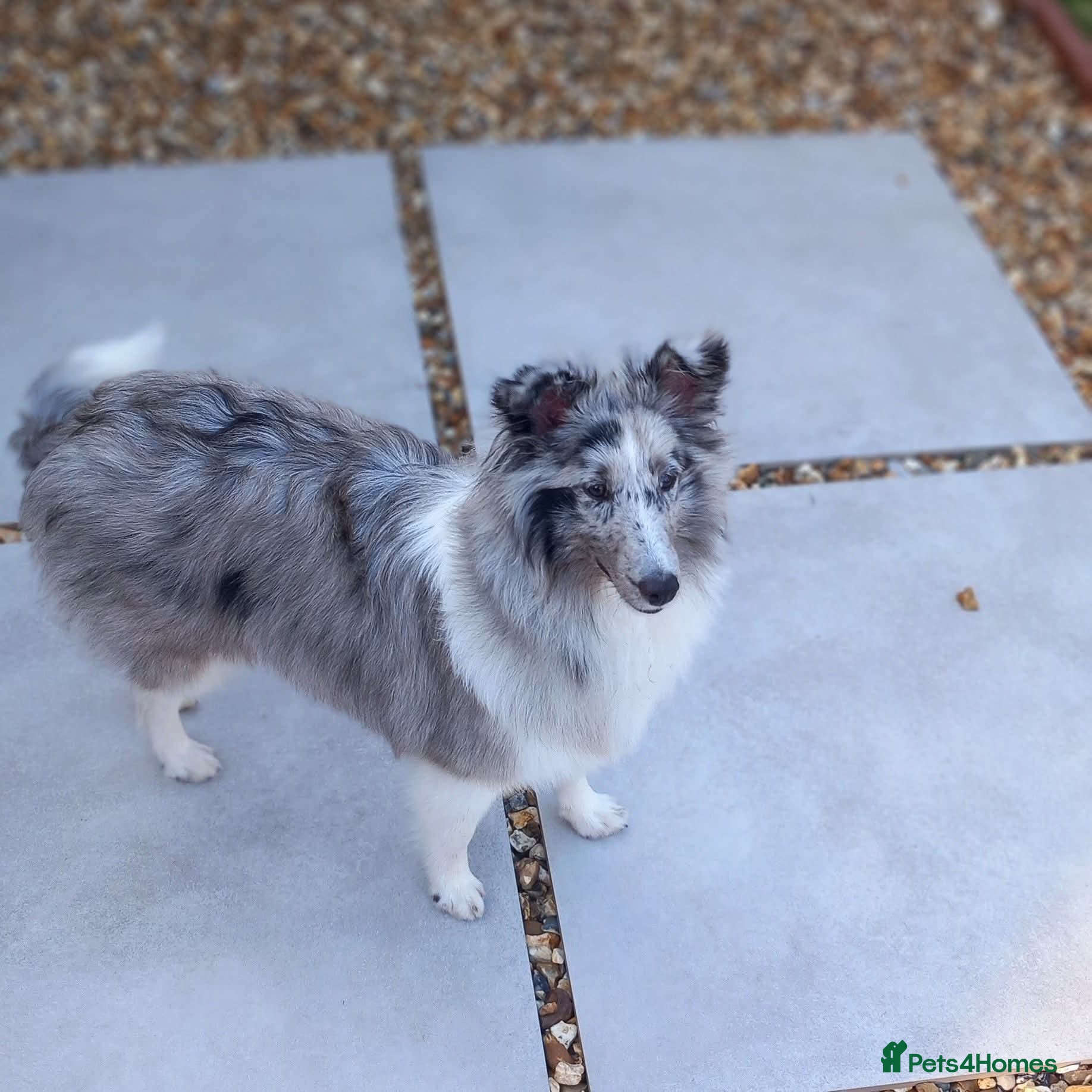 Shetland Sheepdog dogs Bi blue sheltie Girl - Advert 3