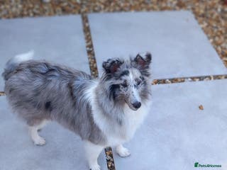 Shetland Sheepdog dogs Bi blue sheltie Girl - Advert 17