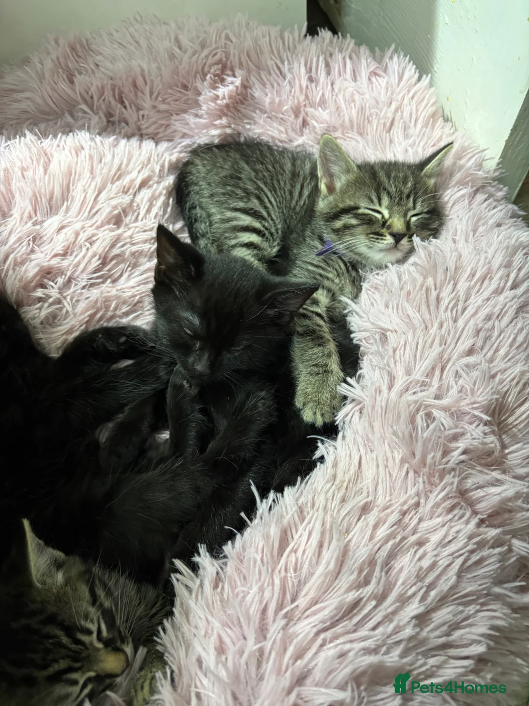 Mixed Breed cats for sale: Last Beautiful Black Female Kitten, 11weeks old in Southampton - Advert 2