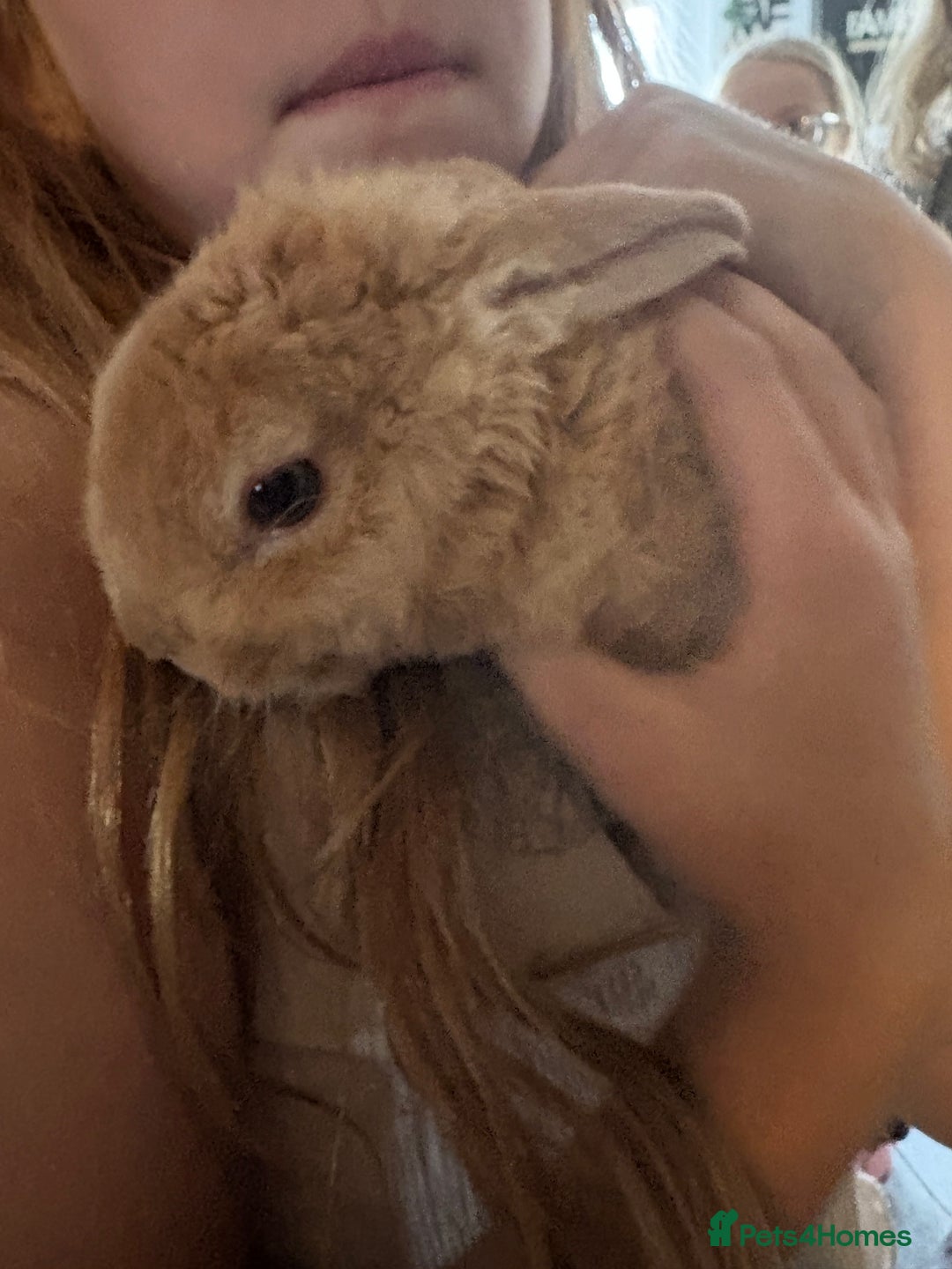 Mixed Breed rabbits for sale: 4 baby rabbits for sale.  - Image 5
