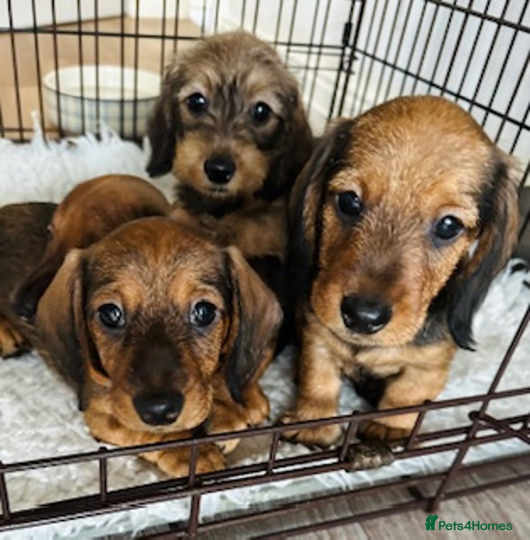 Miniature Dachshund dogs for sale: Miniature Wire Haired Dachshund Puppies - Image 5
