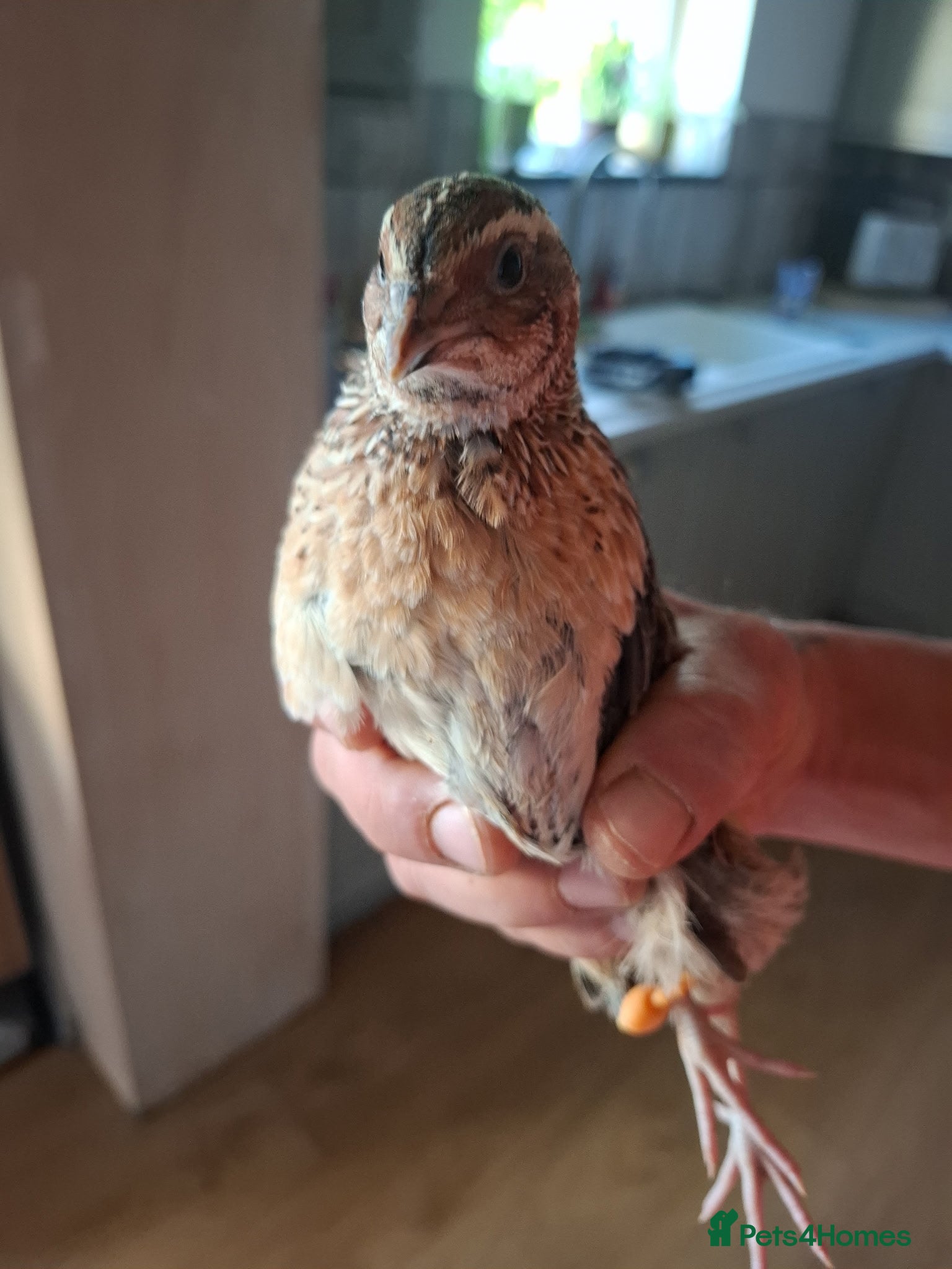 Quail poultry **free** 5 male quails - Advert 6