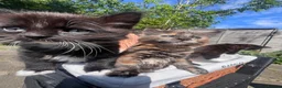 Mixed Breed cats for sale: 4 gorgeous fluffy rag doll mixed kittens - Advert 26