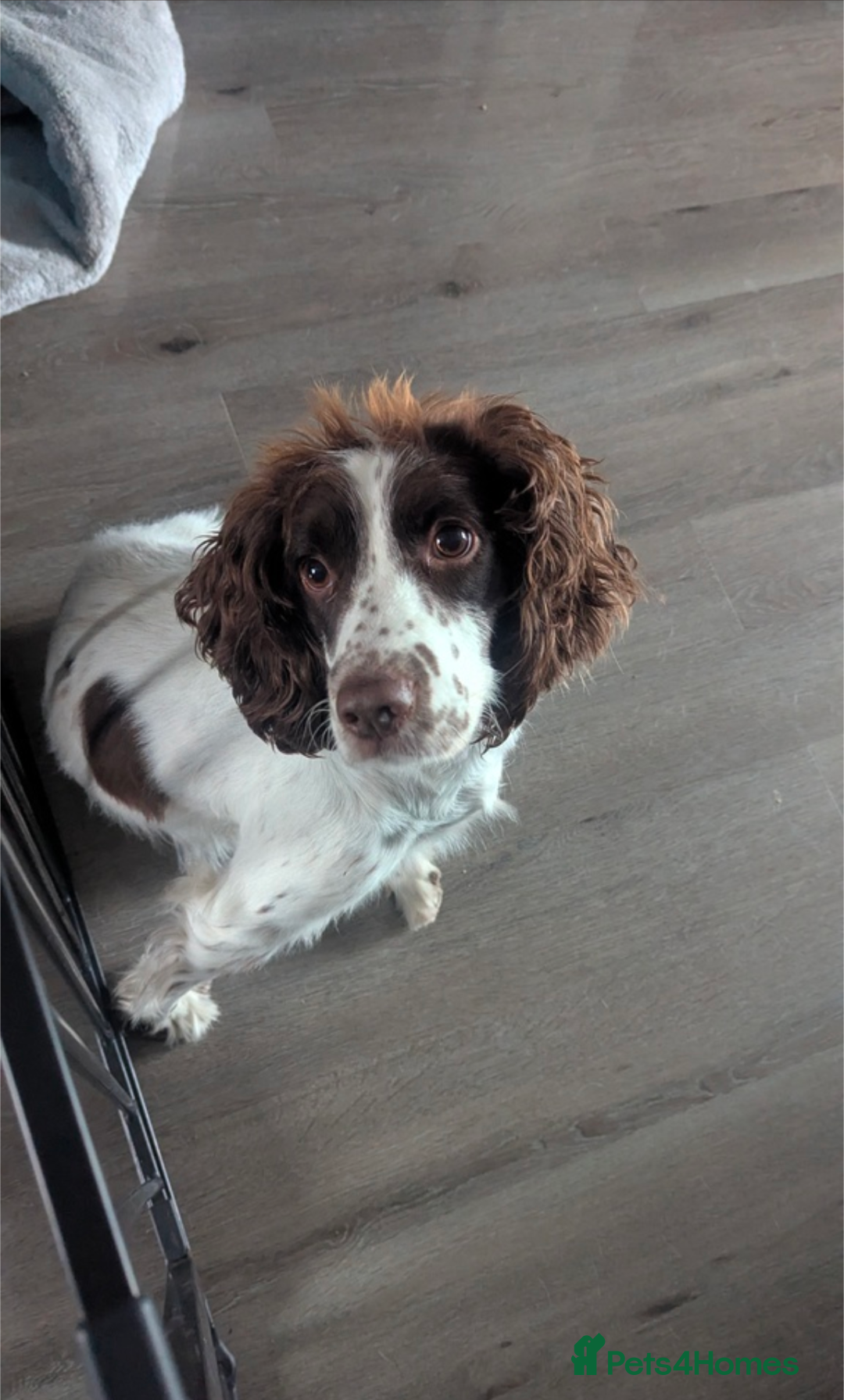 Sprocker dogs for sale: Female  - Image 3
