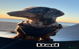 Miniature Dachshund dogs for sale: 5⭐️ Miniature dachshund pups  - Image 5