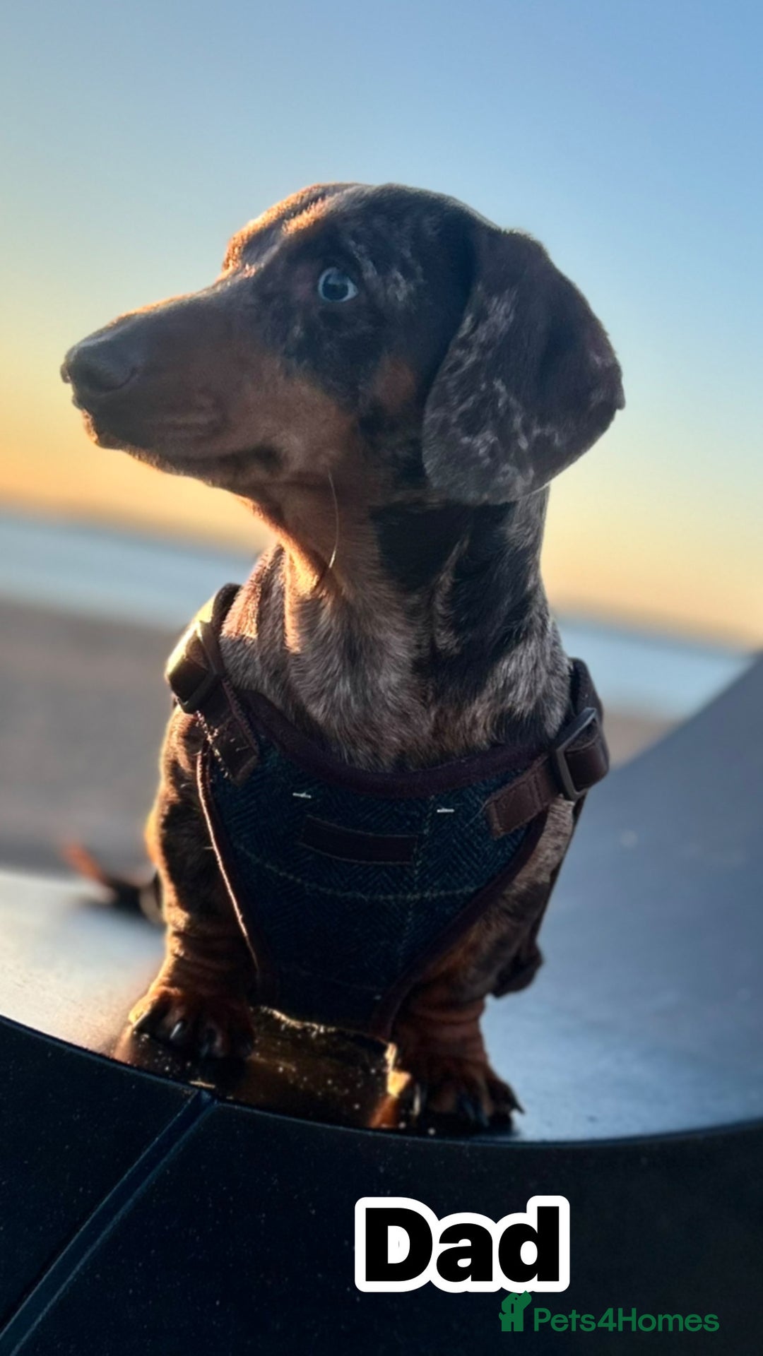 Miniature Dachshund dogs for sale: 5⭐️ Miniature dachshund pups  - Image 5