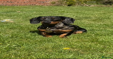 Miniature Dachshund dogs - Advert 7