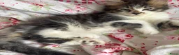 Mixed Breed cats for sale: 4 Long Hair Kittens  - Advert 3