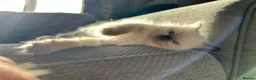 Ragdoll cats for sale: Only 2 beautiful ragdolls girls left  - Advert 10