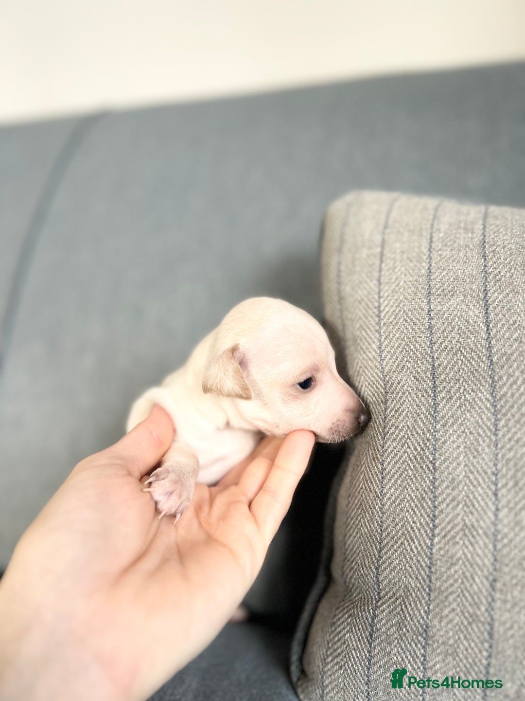 Italian Greyhound dogs for sale: 🐾Exceptional litter of KC Italian Greyhounds 🐾 - Advert 5