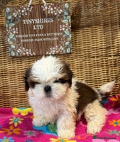 Shih Tzu dogs - Advert 4